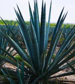 agave