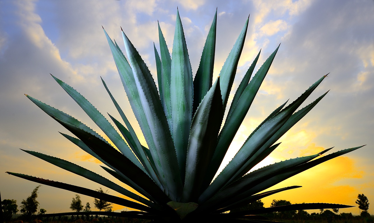 agave