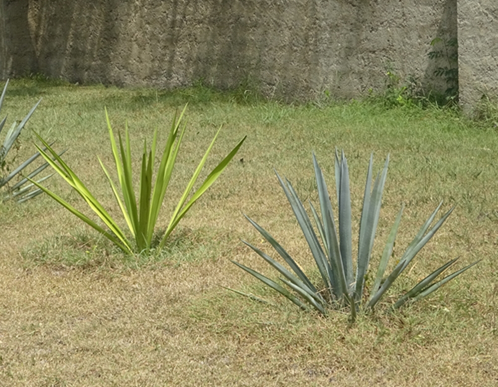 agave