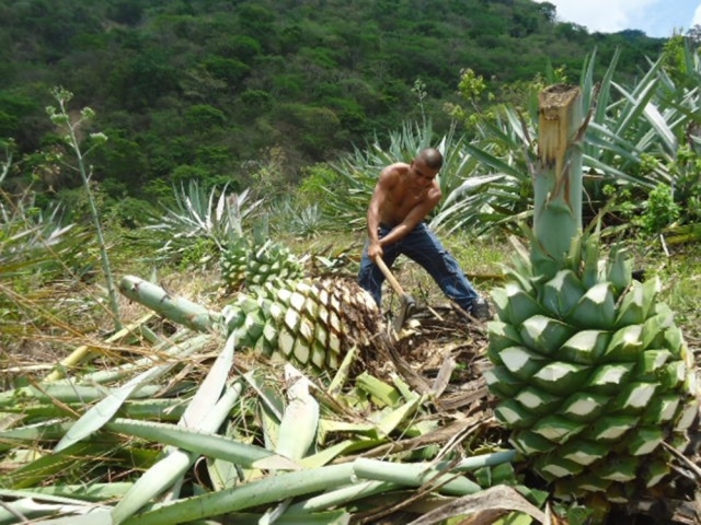 agave cut